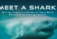 OCEARCH Meet A Shark 2023 Sweepstakes - Chance To Win A Trip For Ocearch Shark Expedition